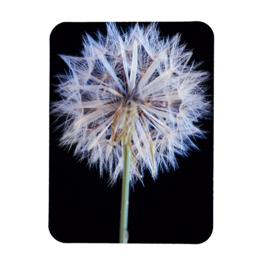 Dandelion (Taraxacum Officinale) zaadkop Magneet (Verticaal)