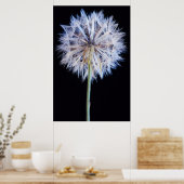 Dandelion (Taraxacum Officinale) zaadkop Poster (Keuken)