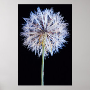 Dandelion (Taraxacum Officinale) zaadkop Poster