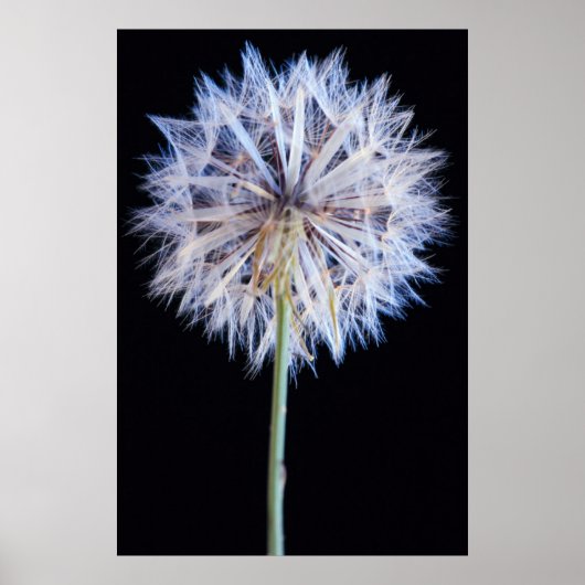 Dandelion (Taraxacum Officinale) zaadkop Poster (Voorkant)