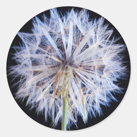 Dandelion (Taraxacum Officinale) zaadkop Ronde Sticker (Voorkant)