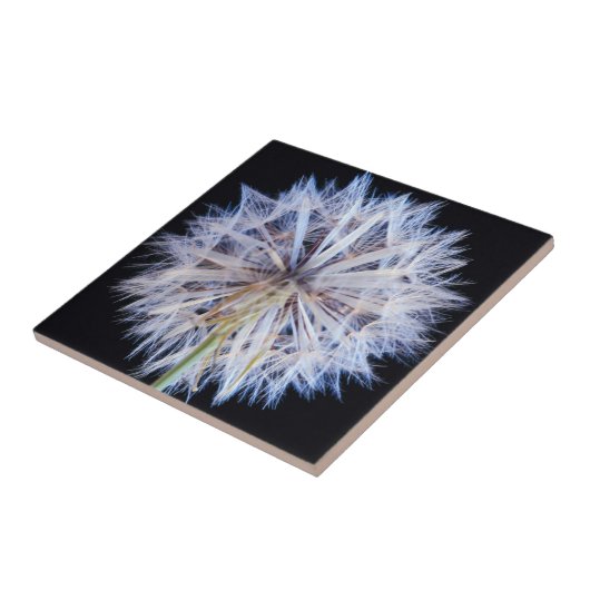 Dandelion (Taraxacum Officinale) zaadkop Tegeltje (Zijkant)