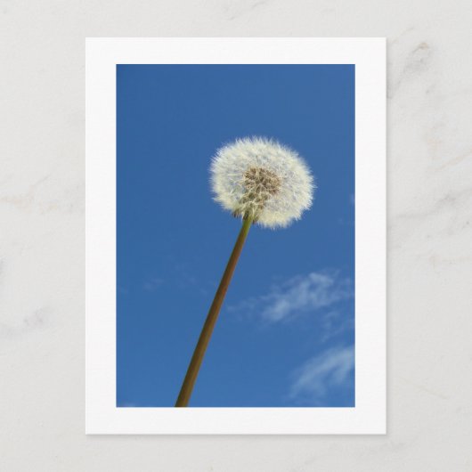 Dandelion tegen de blauwe hemel - Briefkaart (Voorkant)