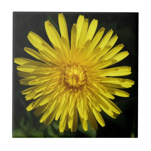 Dandelion Tile Tegeltje (Voorkant)