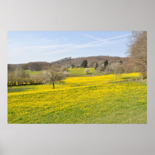 Dandelion-velden Poster