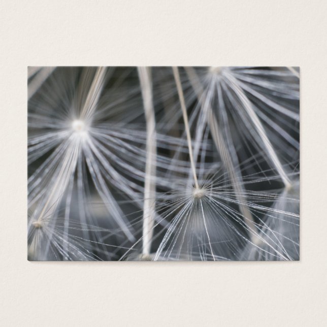 Dandelion Visitekaartje (Voorkant)