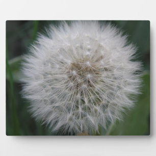 Dandelion Vloed Plaque Fotoplaat