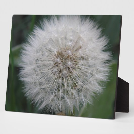 Dandelion Vloed Plaque Fotoplaat (Zijkant)