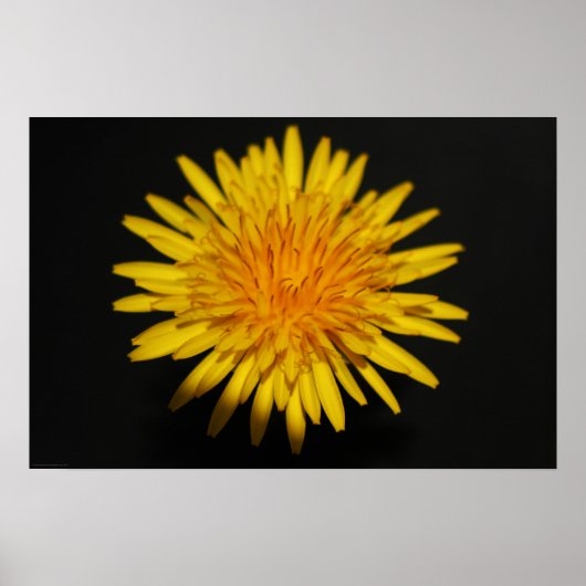 Dandelion Vloerwapn Poster (Voorkant)