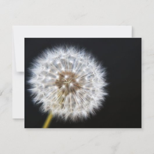 Dandelion Wedding RSVP-kaart RSVP Kaartje (Voorkant)