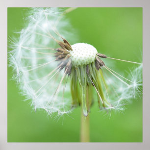Dandelion Wish Made Poster