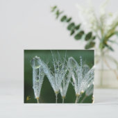 Dandelion With Dew Drops Playful Nature Briefkaart (Staand voorkant)