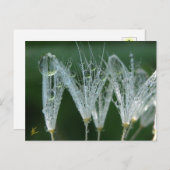 Dandelion With Dew Drops Playful Nature Briefkaart (Voorkant / Achterkant)