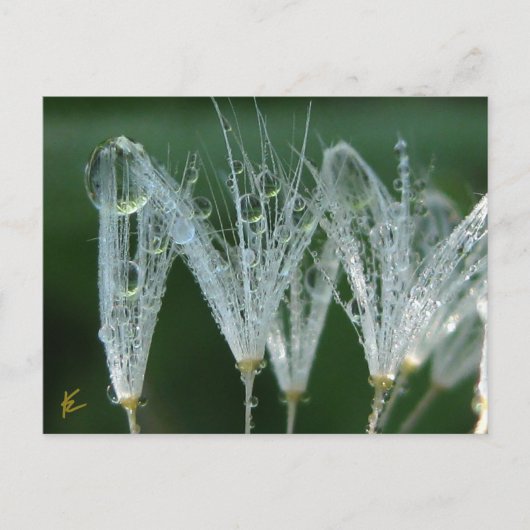 Dandelion With Dew Drops Playful Nature Briefkaart (Voorkant)
