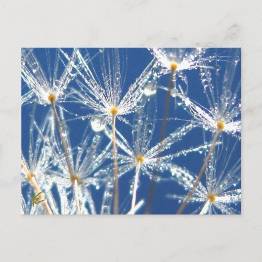 Dandelion With Dew Joyful Nature Briefkaart (Voorkant)