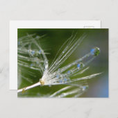 Dandelion With Dew Peaceful, Elegant, Nature  Briefkaart (Voorkant / Achterkant)
