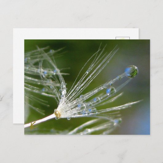 Dandelion With Dew Peaceful, Elegant, Nature  Briefkaart (Voorkant / Achterkant)
