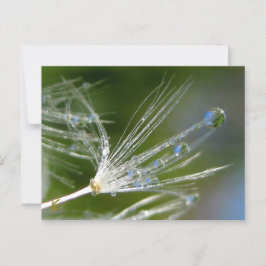 Dandelion With Dew Peaceful, Elegant, Nature  Briefkaart