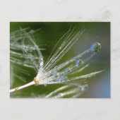 Dandelion With Dew Peaceful, Elegant, Nature  Briefkaart (Voorkant)