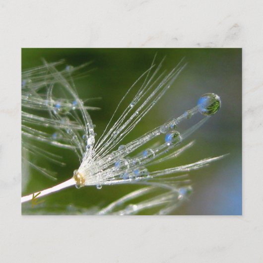 Dandelion With Dew Peaceful, Elegant, Nature  Briefkaart (Voorkant)
