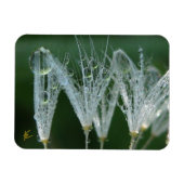 Dandelion with Dew Peaceful Nature Meditation Magneet (Horizontaal)