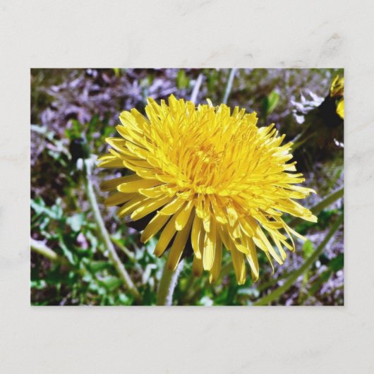 Dandelionbloem in gras briefkaart (Voorkant)