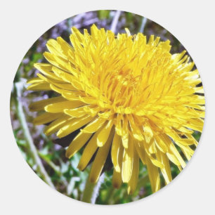 Dandelionbloem in gras ronde sticker