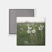 Dandelionen blazen in de wind. magneet (Voorkant / Achterkant)