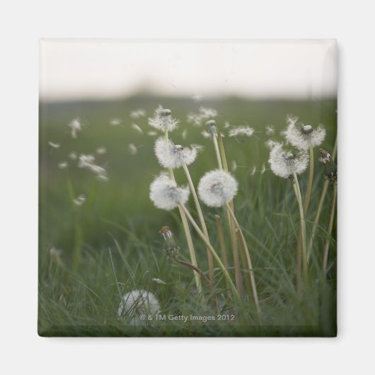 Dandelionen blazen in de wind. magneet (Voorkant)