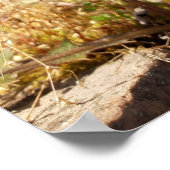 Dandelionen in de zon poster (Hoek)