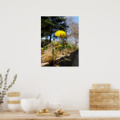 Dandelionen in de zon poster (Keuken)