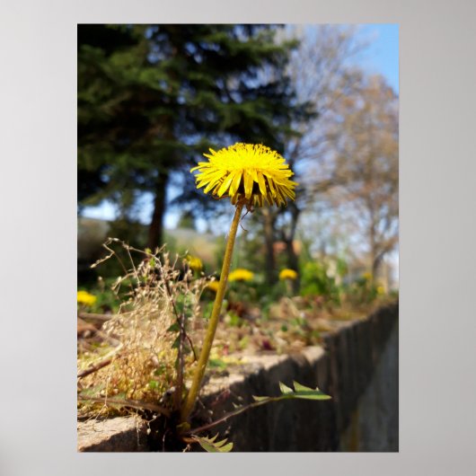 Dandelionen in de zon poster (Voorkant)