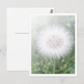Dandelioness Seedlings Briefkaart (Voorkant / Achterkant)