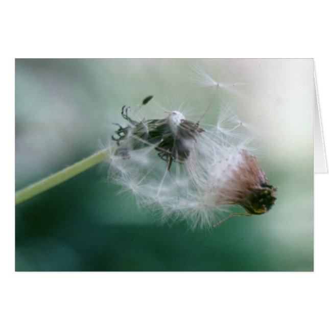 Dandelions (Voorkant Horizontaal)