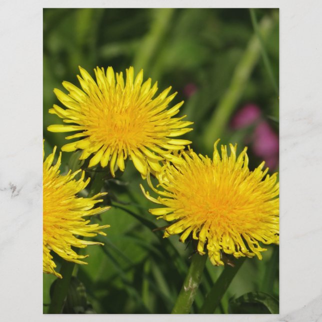 Dandelions (Voorkant)
