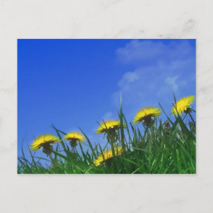Dandelions Briefkaart
