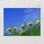 Dandelions Briefkaart (Voorkant)