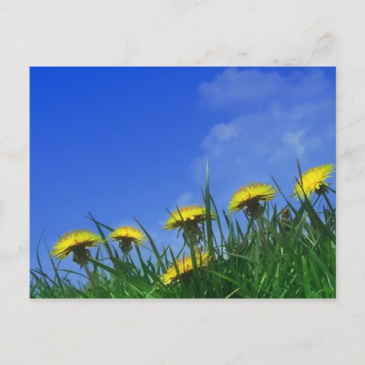 Dandelions Briefkaart (Voorkant)