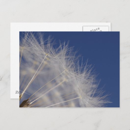 Dandelions Briefkaart (Voorkant / Achterkant)
