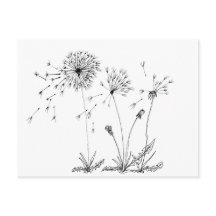 Dandelions