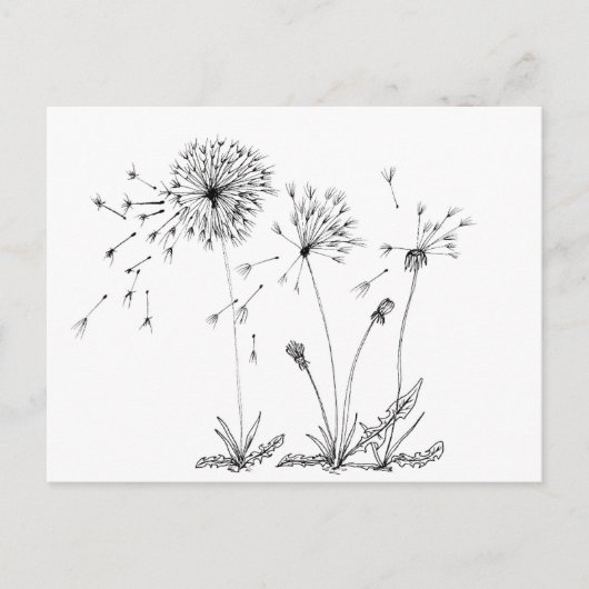 Dandelions Briefkaart (Voorkant)