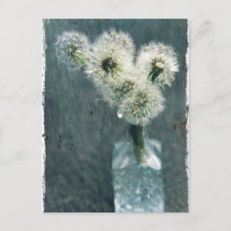 Dandelions Briefkaart