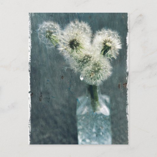 Dandelions Briefkaart (Voorkant)