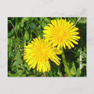 Dandelions Briefkaart
