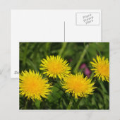 Dandelions Briefkaart (Voorkant / Achterkant)