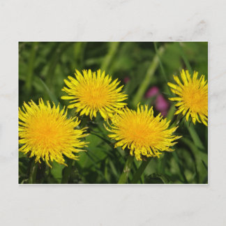 Dandelions Briefkaart