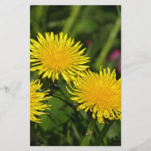 Dandelions Briefpapier