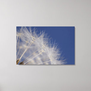 Dandelions Canvas Afdruk
