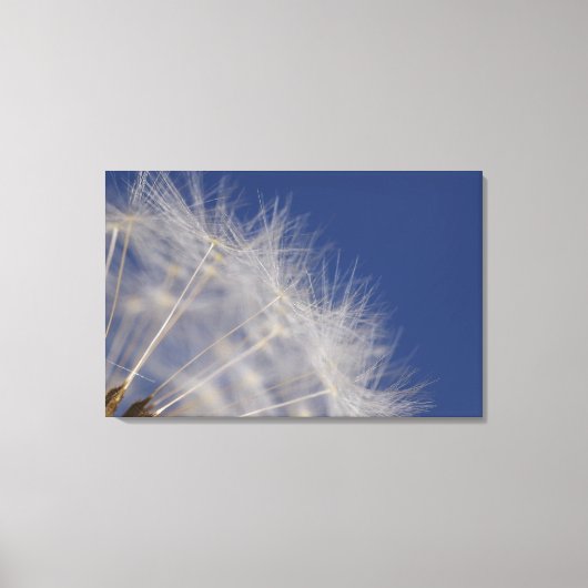 Dandelions Canvas Afdruk (Voorkant)