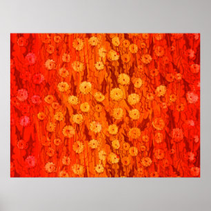 Dandelions Field Summer Flowers Red Oranje Ombre P Poster